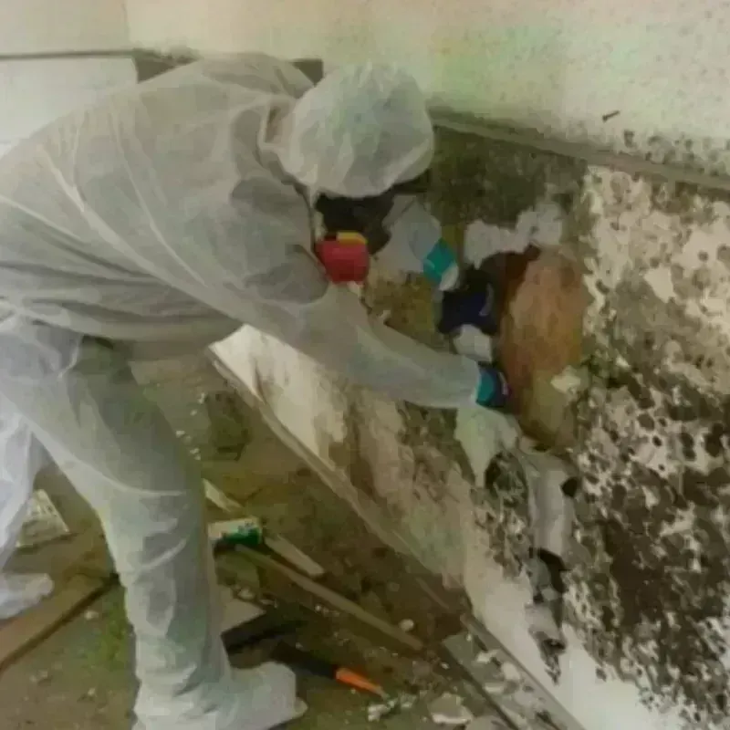 Mold Remediation and Removal in Irvine, CA